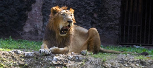 The absence of visitors seems to have pleased the zoo animals in Kolkata - OrissaPOST The absence of visitors seems to have pleased the zoo animals in Kolkata - OrissaPOST