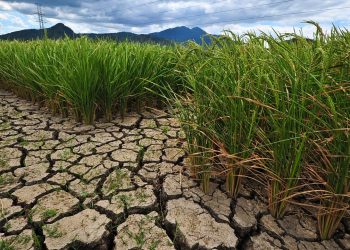 W Odisha lost 9.6K paddy varieties