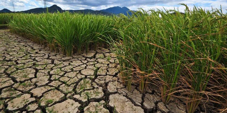 W Odisha lost 9.6K paddy varieties