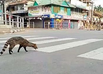 Malabar large-spotted civet