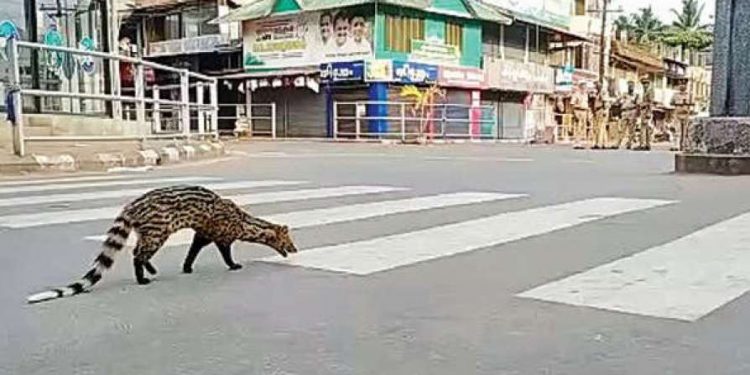 Malabar large-spotted civet