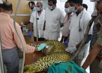 Male leopard ‘Suraj’ dies at Nandankanan