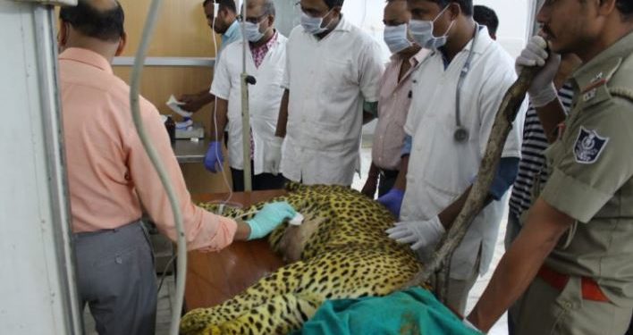Male leopard ‘Suraj’ dies at Nandankanan