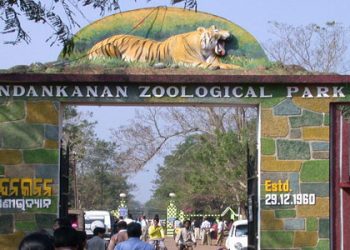 Nandankanan gets four Asiatic lions, pair of foxes