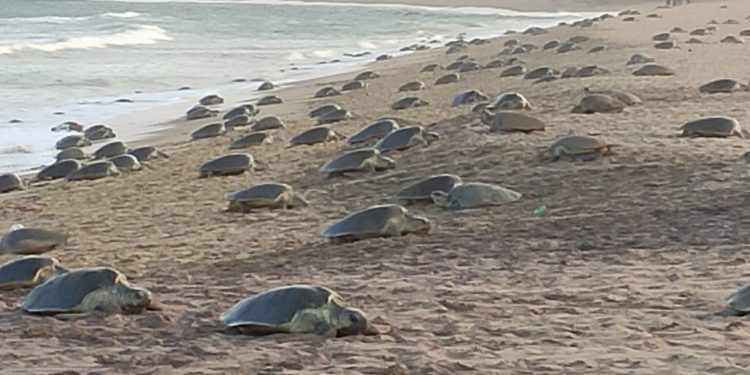 Olive Ridley turtles'