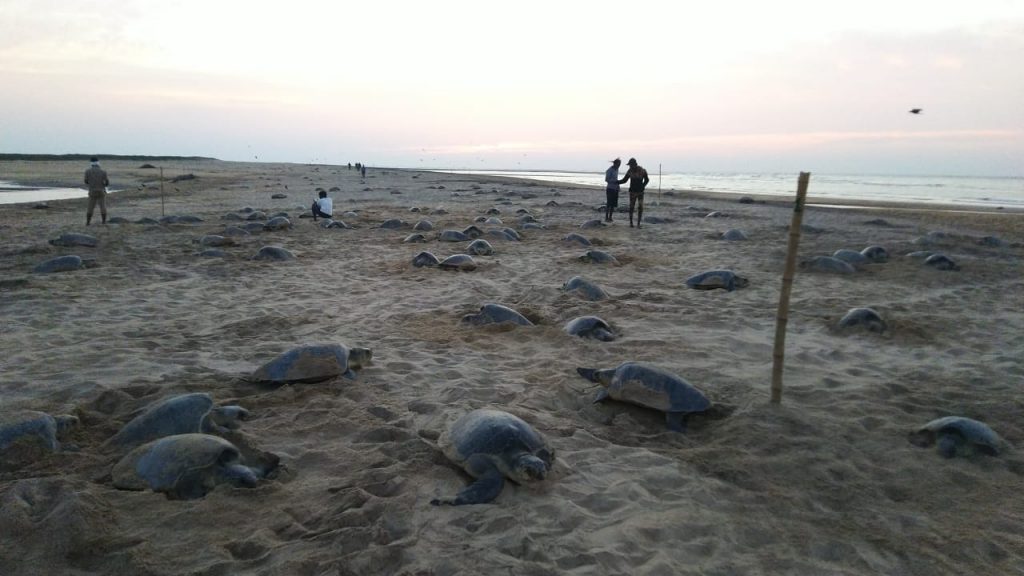 Olive Ridley sea turtles start nesting at Gahirmatha