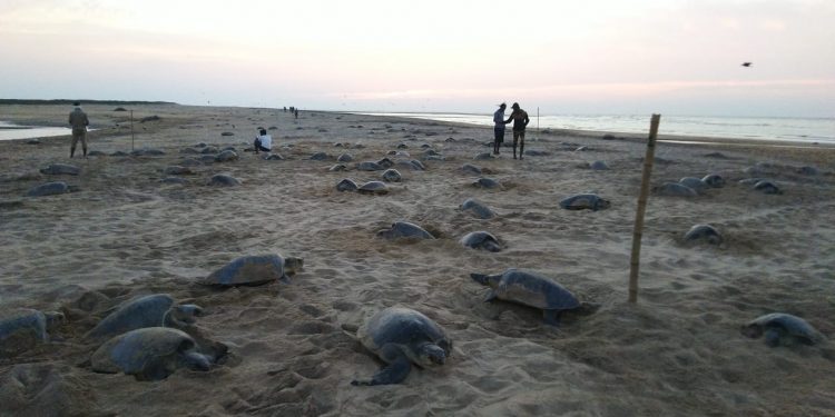 Olive Ridley sea turtles start nesting at Gahirmatha