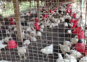 Buyers ‘chicken’ out; bird prices drop by 70 pc