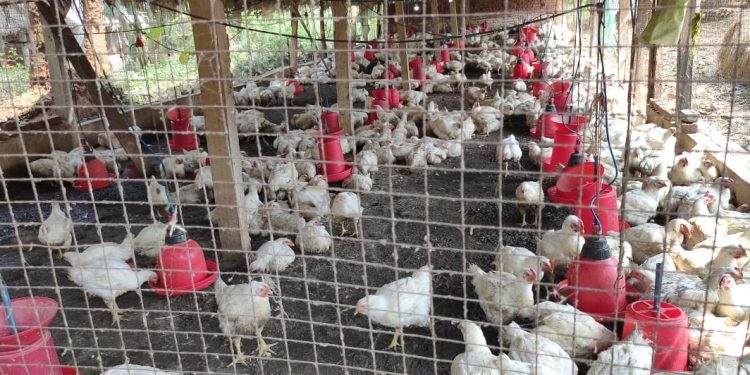 Buyers ‘chicken’ out; bird prices drop by 70 pc