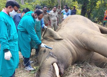 Bullet-ridden jumbo carcass found