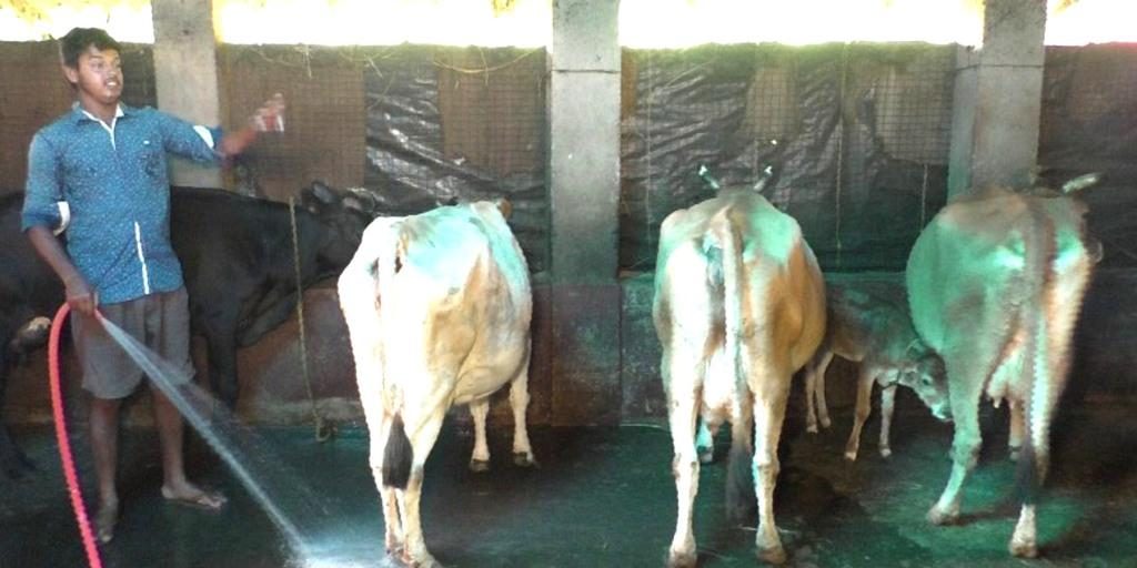 Dairy biz has triggered bull run for Bhadrak lad