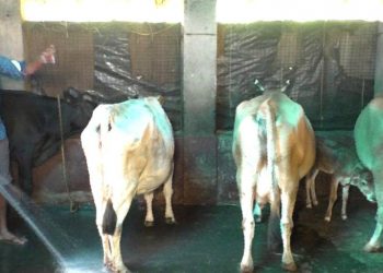 Dairy biz has triggered bull run for Bhadrak lad 
