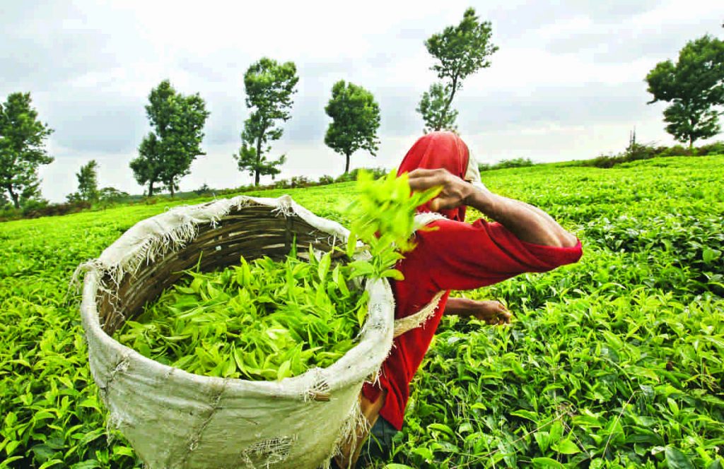 Tea production