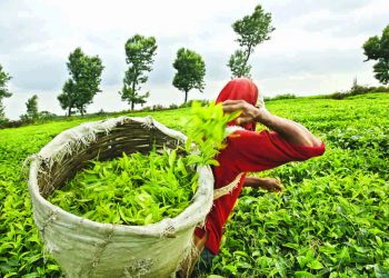 Tea production