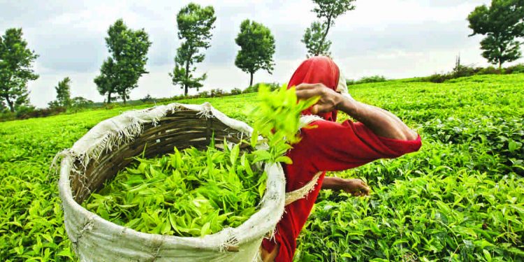 Tea production