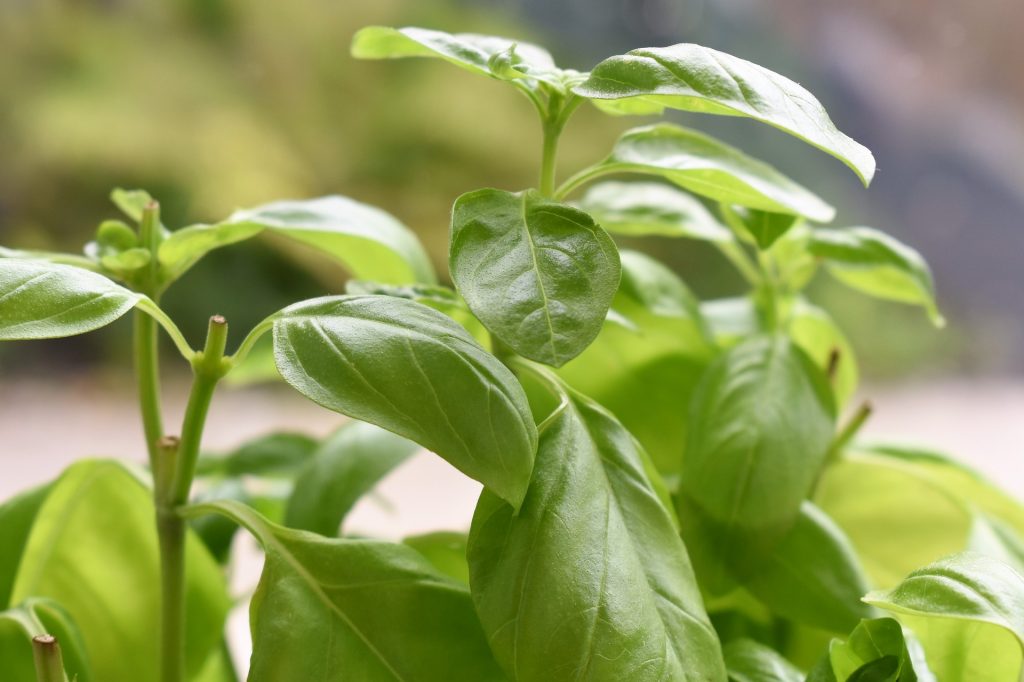 Regular intake of basil leaves can control the sugar levels in your blood