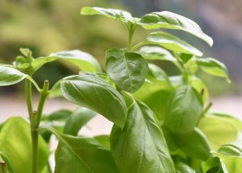 Regular intake of basil leaves can control the sugar levels in your blood