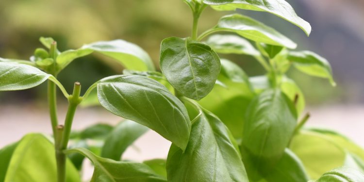 Regular intake of basil leaves can control the sugar levels in your blood