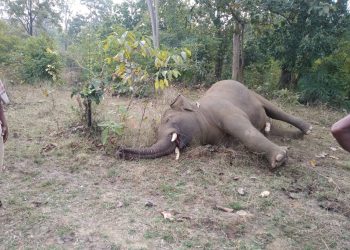 Elephant allegedly dies of electrocution in Sambalpur
