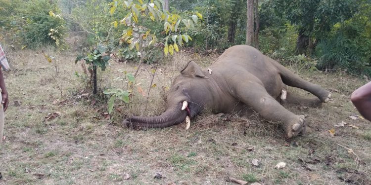 Elephant allegedly dies of electrocution in Sambalpur