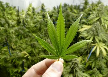 Marijuana use may impair female fertility: Study