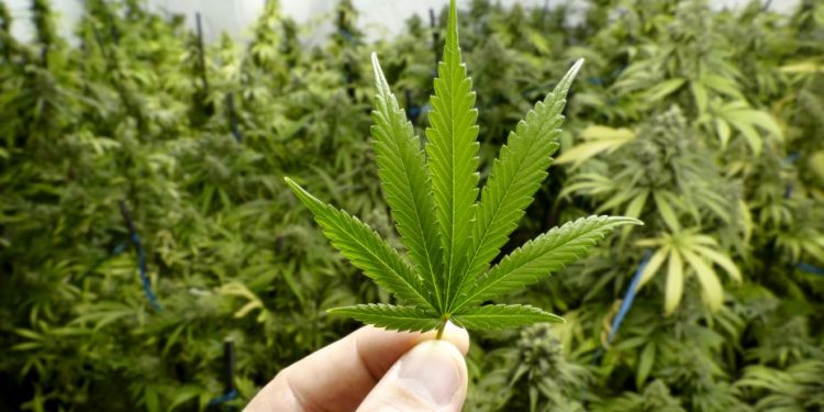 Marijuana use may impair female fertility: Study