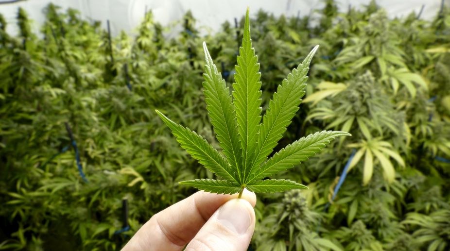 Marijuana use may impair female fertility: Study