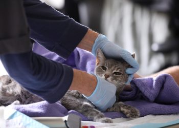 Home veterinarian Wendy Jane McCulloch examines 8-year-old cat Ivy at the closed Botanica Inc. office as she makes client home visits, which have additional safety protocols in recent weeks during the spread of coronavirus disease (COVID-19) outbreak, in Manhattan, New York City, U.S., March 31, 2020. REUTERS/Caitlin Ochs