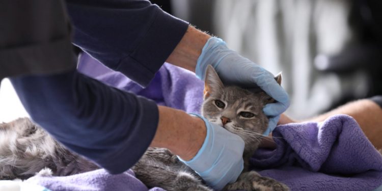 Home veterinarian Wendy Jane McCulloch examines 8-year-old cat Ivy at the closed Botanica Inc. office as she makes client home visits, which have additional safety protocols in recent weeks during the spread of coronavirus disease (COVID-19) outbreak, in Manhattan, New York City, U.S., March 31, 2020. REUTERS/Caitlin Ochs