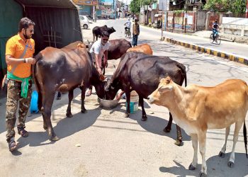 Lockdown effect: Stray animals go hungry in Cuttack town