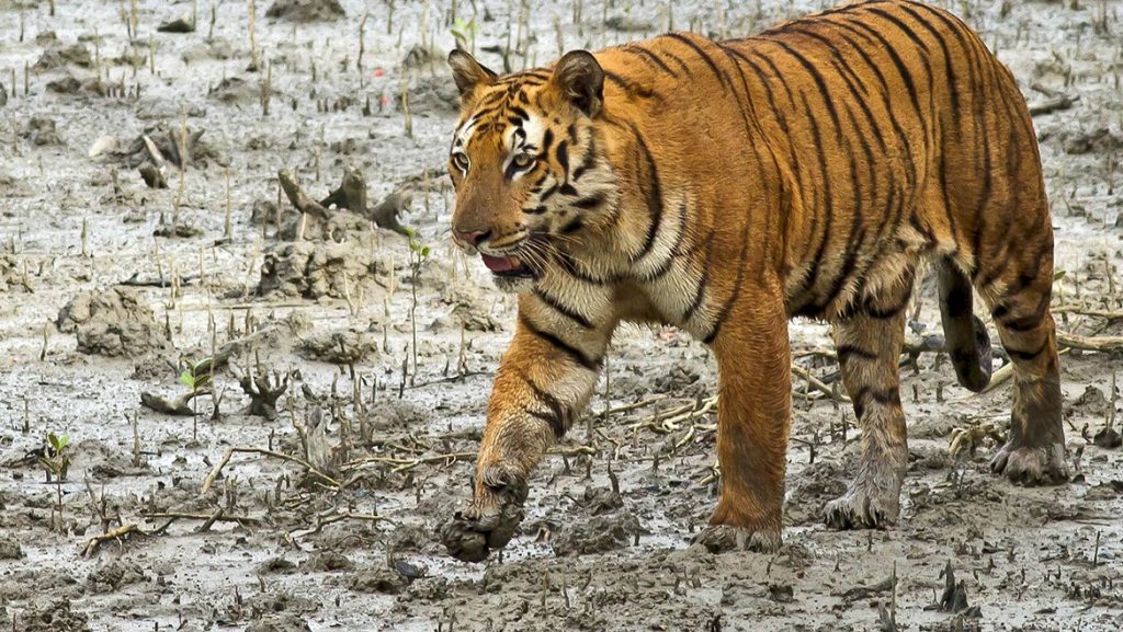 Royal Bengal tigers Odisha