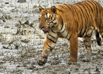 Royal Bengal tigers Odisha