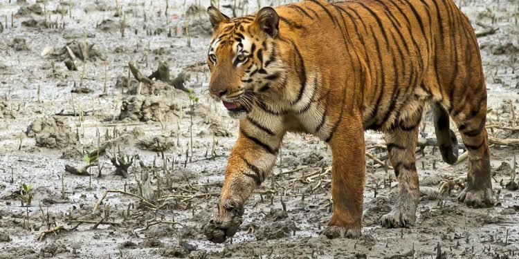 Royal Bengal tigers Odisha