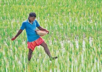 Free crop insurance for 3 years in Odisha