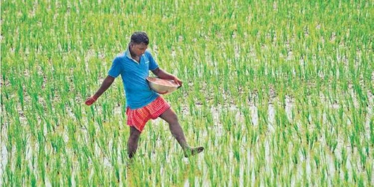 Free crop insurance for 3 years in Odisha