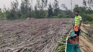 Betel vines in Puri district destroyed