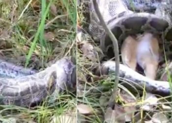 Watch: Python swallows whole deer; video goes viral