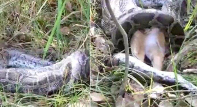 Watch: Python swallows whole deer; video goes viral