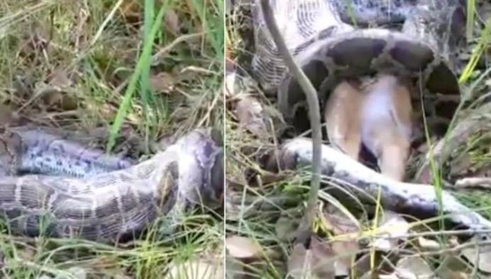 Watch: Python swallows whole deer; video goes viral