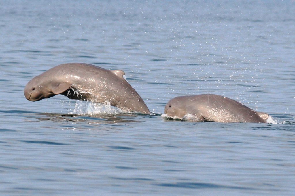 Dolphin - Three day dolphin census begins in Odisha