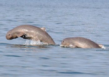 Dolphin - Three day dolphin census begins in Odisha
