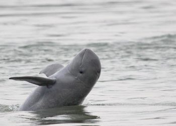 IIT Madras’ dredging technology helps Chilika to triple Irrawaddy dolphin population