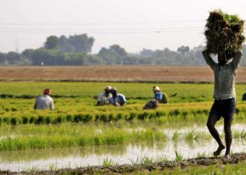 Odisha government sanctions Rs9000 crore loan for 2020 Kharif crop