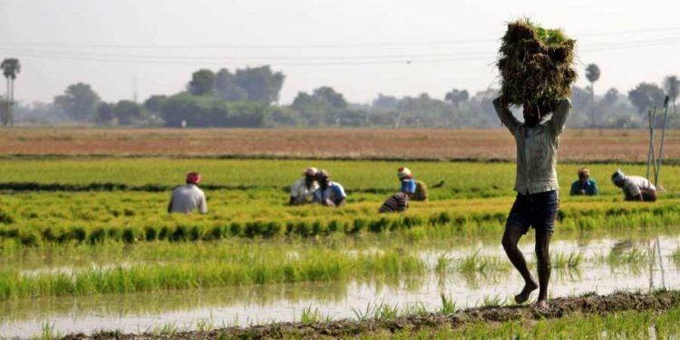 Odisha government sanctions Rs9000 crore loan for 2020 Kharif crop