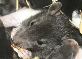 Officials blame rats for missing rubber stamps at Golamunda CDPO office 1