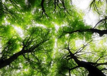 Climate change leading to shorter, younger trees