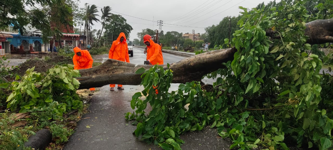 Tree uprooted 