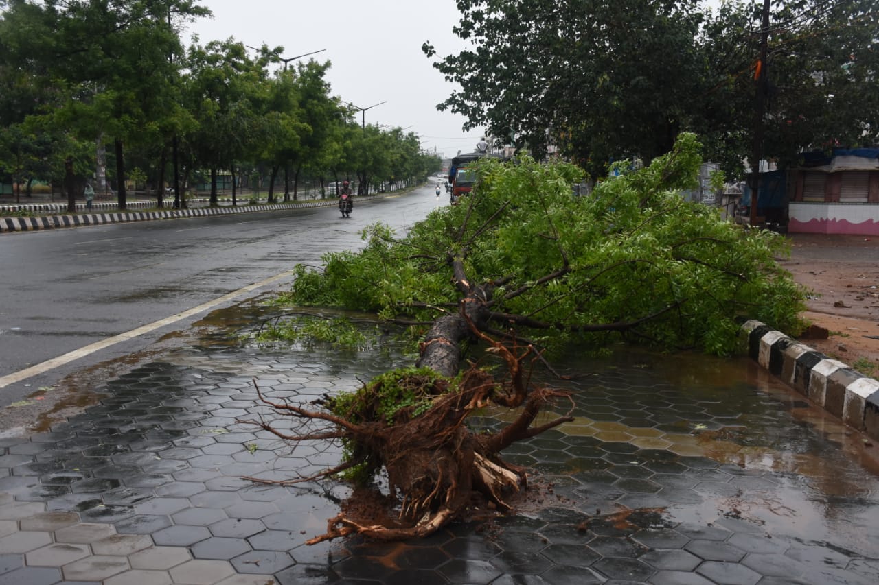 Trees Uprooted