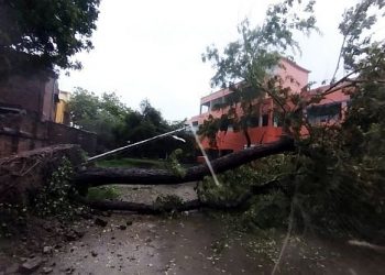 Trees being uprooted and blockade Grant Tank road amid cyclone Amphan at Serampore, Hooghly Wednesday — ANI Photo