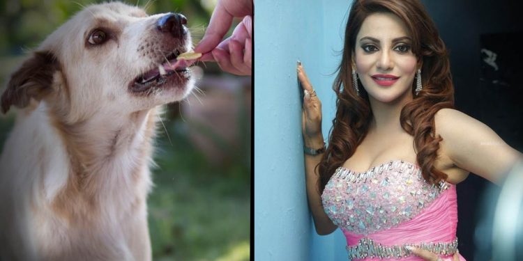 Model Preeti Soni plans to raise funds for animal care amid Covid-19
